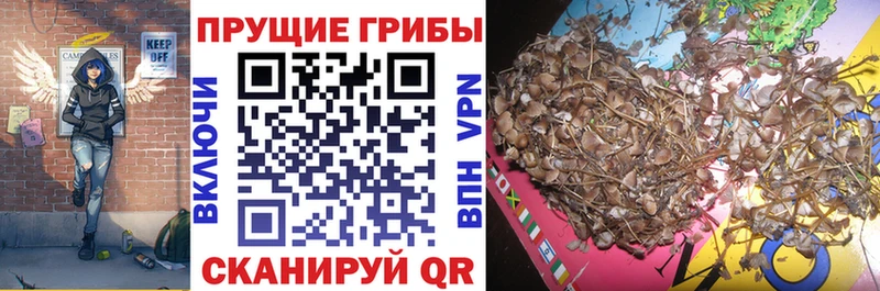 Галлюциногенные грибы мухоморы  где можно купить наркотик  Приозерск 